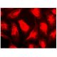 PCLN-1 Antibody (7A2) - Immunofluorescence - Image 142934