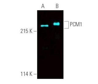 PCM1 Antibody (G-6) - Western Blotting - Image 390860