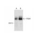 western blotting image from recommended PCM1 (G-6) monoclonal antibody replacement. Image 303923