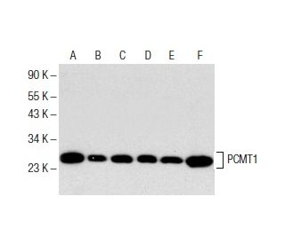 PCMT1 Antibody (D-E7) - Western Blotting - Image 153777 