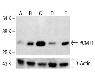 PCMT1 Antibody (D-E7) - Western Blotting - Image 412768