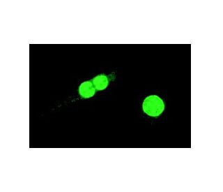 PCNA Antibody PC10 SCBT Santa Cruz Biotechnology