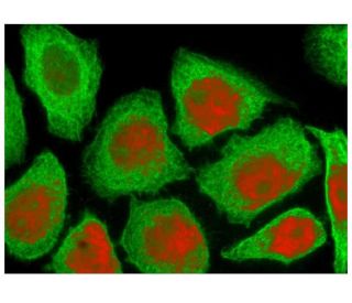 PCNA Antibody PC10 SCBT Santa Cruz Biotechnology