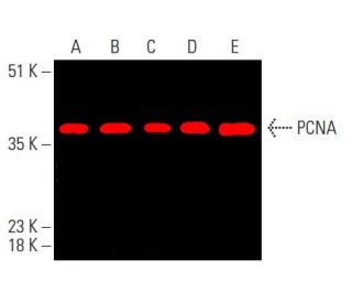 PCNA Antibody PC10 SCBT Santa Cruz Biotechnology