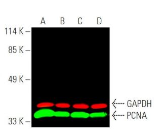 PCNA Antibody PC10 SCBT Santa Cruz Biotechnology