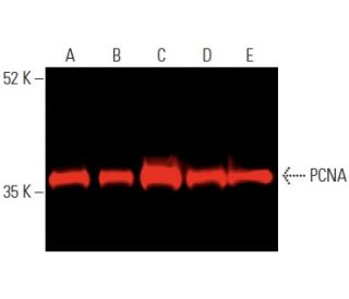 PCNA Antibody PC10 SCBT Santa Cruz Biotechnology