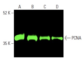 PCNA Antibody PC10 SCBT Santa Cruz Biotechnology