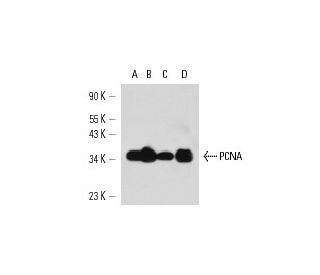 PCNA Antibody (PC5) - Western Blotting - Image 14715 