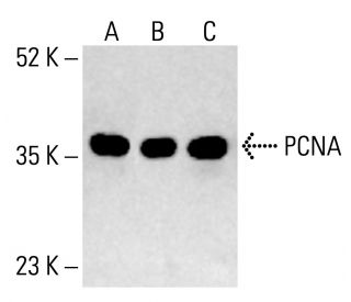 PCNA Antibody (PC10) - Western Blotting - Image 412308