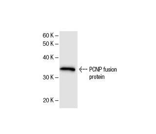 PCNP Antibody (2707C2a) - Western Blotting - Image 47858