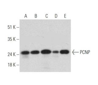 PCNP Antibody (F-1) - Western Blotting - Image 333767 