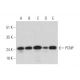 PCNP Antibody (F-1) - Western Blotting - Image 333767 