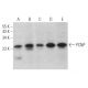 PCNP Antibody (F-1) - Western Blotting - Image 370052