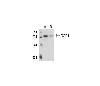 PCPE-1 Antibody (10D9) - Western Blotting - Image 16300 