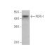 PCPE-1 Antibody (7A11/1) - Western Blotting - Image 372545