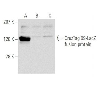 pCruz 09: sc-5040. Western blot analysis of CruzTag 09-LacZ fusion...
