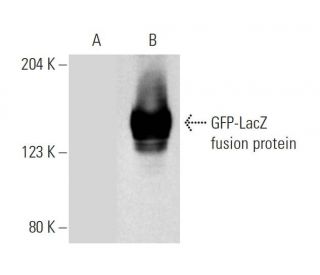pCruz GFP-LacZ: sc-5046. Western blot analysis of GFP expression in... 