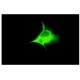 GFP (FL): sc-8334. Fluorescence staining of methanol-fixed COS cells transfected... 