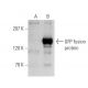 GFP (FL): sc-8334. Western blot analysis of GFP fusion protein...
