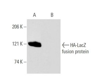 pCruz HA: sc-5045. Western blot analysis of HA-LacZ fusion protein...