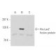 pCruz His: sc-5044. Western blot analysis of His-LacZ fusion protein...