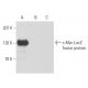 pCruz Myc: sc-5043. Western blot analysis of c-Myc-LacZ fusion protein...