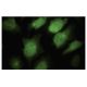 PCSK1 Antibody (J-18) - Immunofluorescence - Image 35599