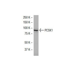 PCSK1 Antibody (J-18) - Western Blotting - Image 33950 