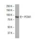 PCSK1 Antibody (J-18) - Western Blotting - Image 33950 