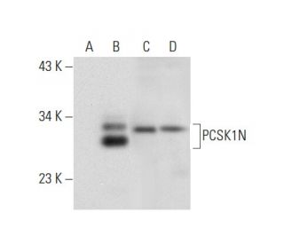 PCSK1N Antibody (D-11) - Western Blotting - Image 303786 