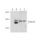 PCSK1N Antibody (D-11) - Western Blotting - Image 303786 