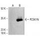 PCSK1N Antibody (D-11) - Western Blotting - Image 412628