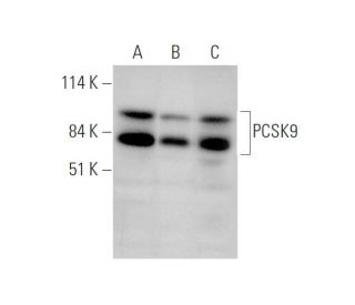 PCSK9 Antibody (F-8) - Western Blotting - Image 344053 