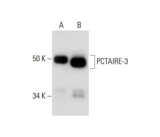 western blotting image from recommended PCTAIRE-3 (H-4) monoclonal antibody replacement. Image 294502