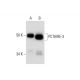 western blotting image from recommended PCTAIRE-3 (H-4) monoclonal antibody replacement. Image 294502