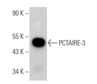 PCTAIRE-3 Antibody (H-4) - Western Blotting - Image 367411 
