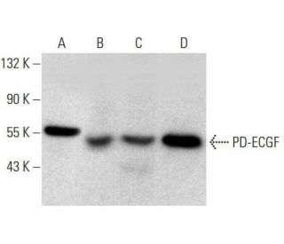 PD-ECGF Antibody (C-6) - Western Blotting - Image 351686 