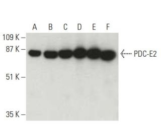 PDC-E2 Antibody (B-2) - Western Blotting - Image 396523