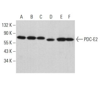 PDC-E2 Antibody (A-9) - Western Blotting - Image 381897