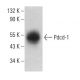 Pdcd-1 Antibody (RMP1-30) - Western Blotting - Image 376047