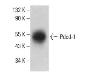 Pdcd-1 Antibody (RMP1-30) - Western Blotting - Image 376047The Double Nickase Plasmid features a U6 promoter for sgRNA expression, a 20 nt targeting sequence, and a gRNA scaffold to guide Cas9n. It includes a CBh promoter for Cas9n (D10A) and puromycin resistance, GFP for transfection verification, and nuclear localization signals (NLS). The 2A peptide allows co-expression of Cas9n and Puro from a single promoter, enabling precise genome editing with reduced off-target effects. 