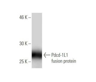 CD274/PD-L1 Antibody (1C10) - Western Blotting - Image 349568
