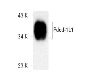 CD274/PD-L1 Antibody (D-8) - Western Blotting - Image 386919 
