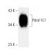 CD274/PD-L1 Antibody (D-8) - Western Blotting - Image 386919 