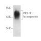CD274/PD-L1 Antibody (D-8) - Western Blotting - Image 388992