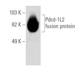 Pdcd-1L2 Antibody (TY25) - Western Blotting - Image 32810 
