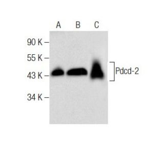 Pdcd-2 Antibody (B-4) - Western Blotting - Image 283408 