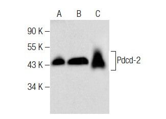 Pdcd-2 Antibody (B-4) | SCBT - Santa Cruz Biotechnology