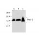 Pdcd-2 Antibody (B-4) - Western Blotting - Image 283408 