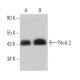Pdcd-2 Antibody (B-4) - Western Blotting - Image 367667